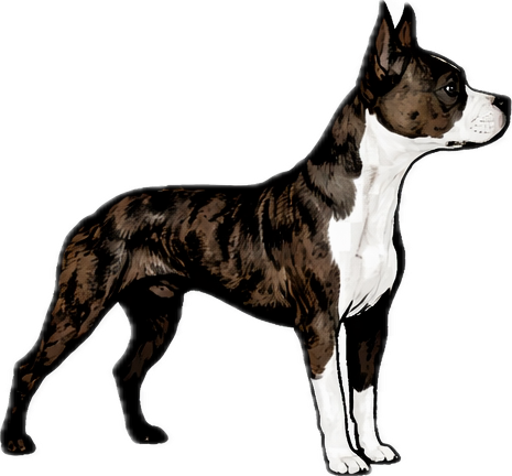 Bubba Logo